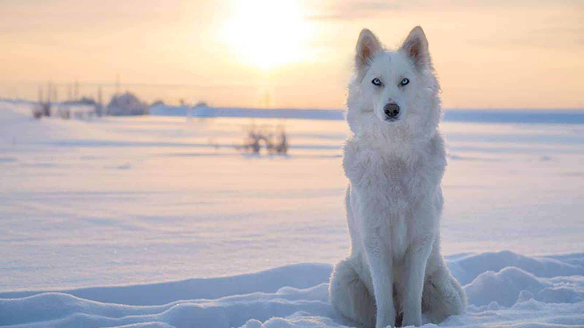 Las razas de perro más parecidas al lobo