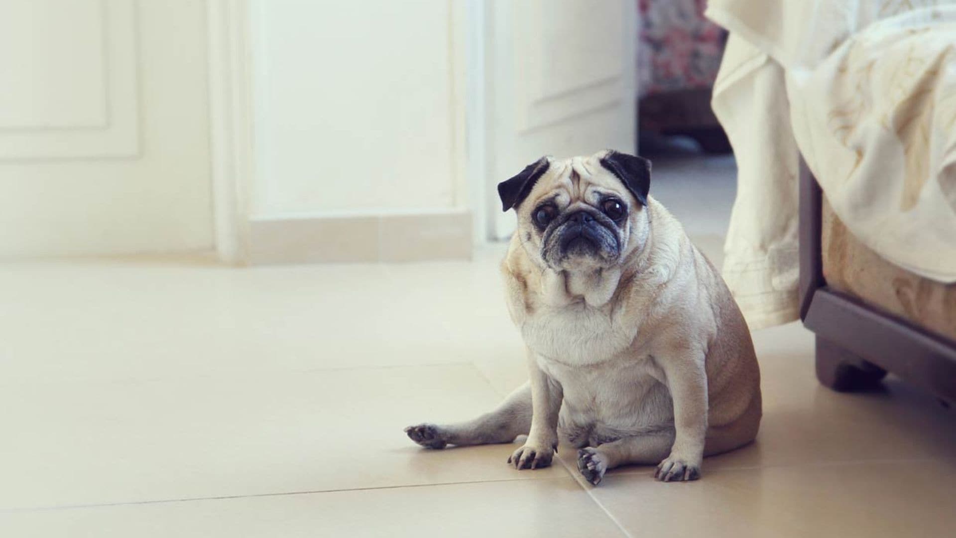 Así puedes saber si tu perro está gordo