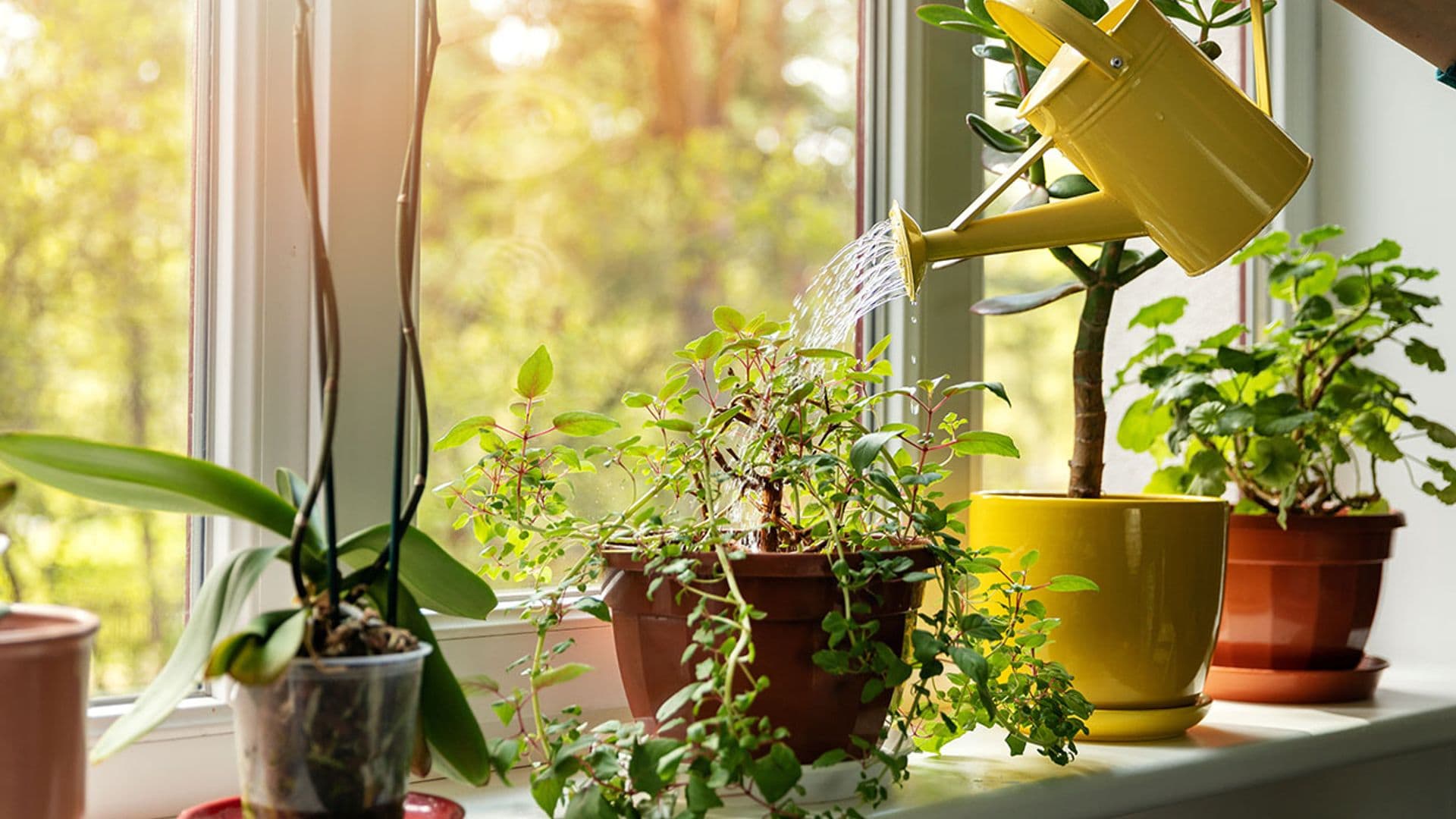 8 síntomas que te avisan de que tus plantas no están sanas