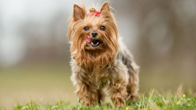 yorkshire terrier