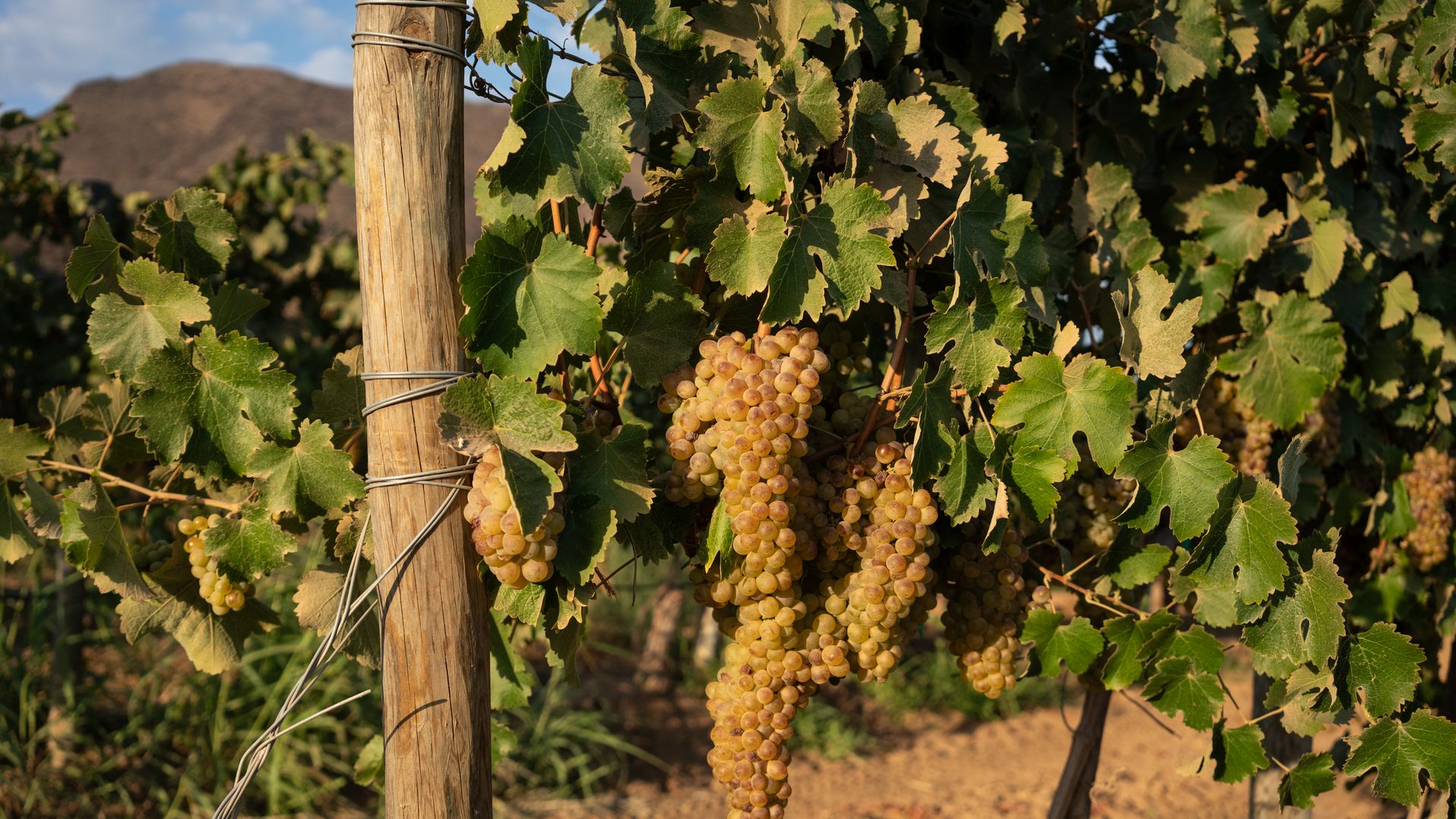 El número de cajas de vino producidas anualmente en Bodegas Cetto es de 1,200,000.