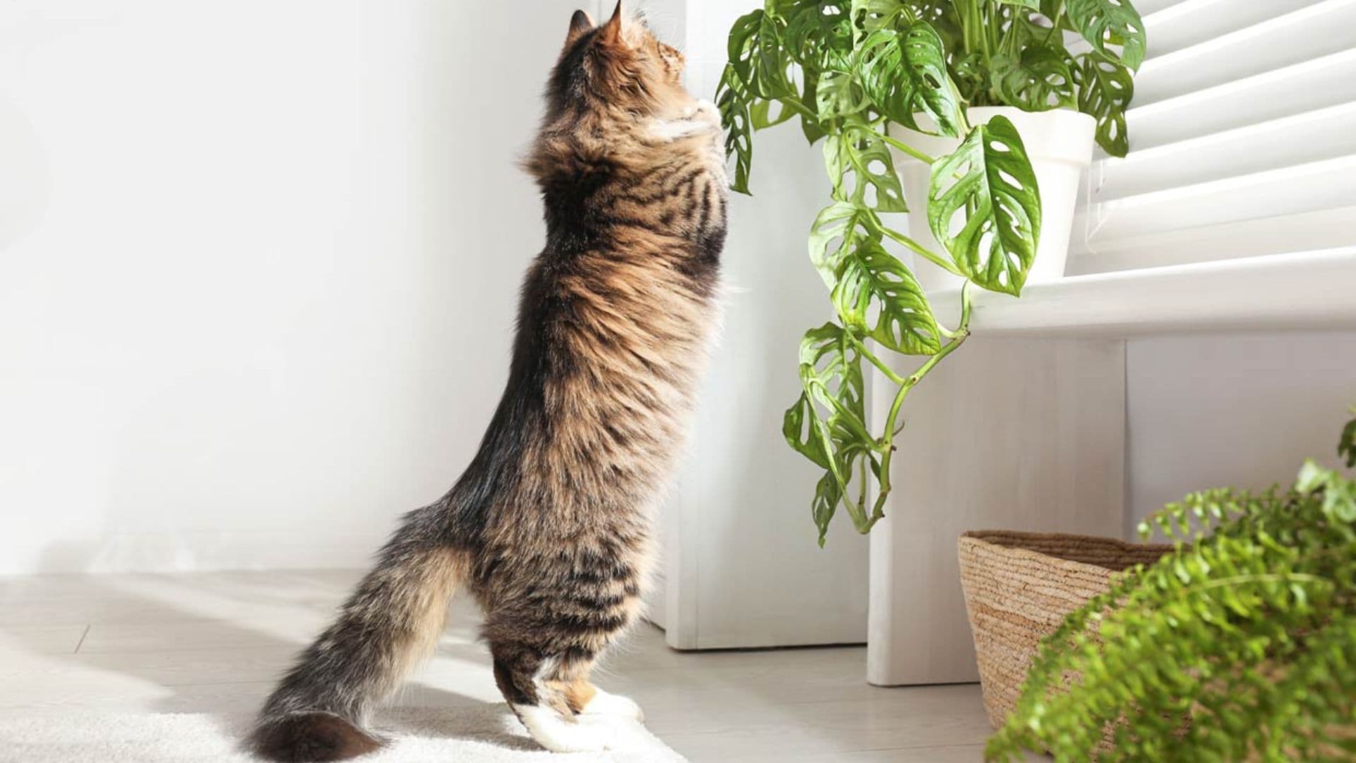 20 plantas decorativas muy tóxicas para tus mascotas