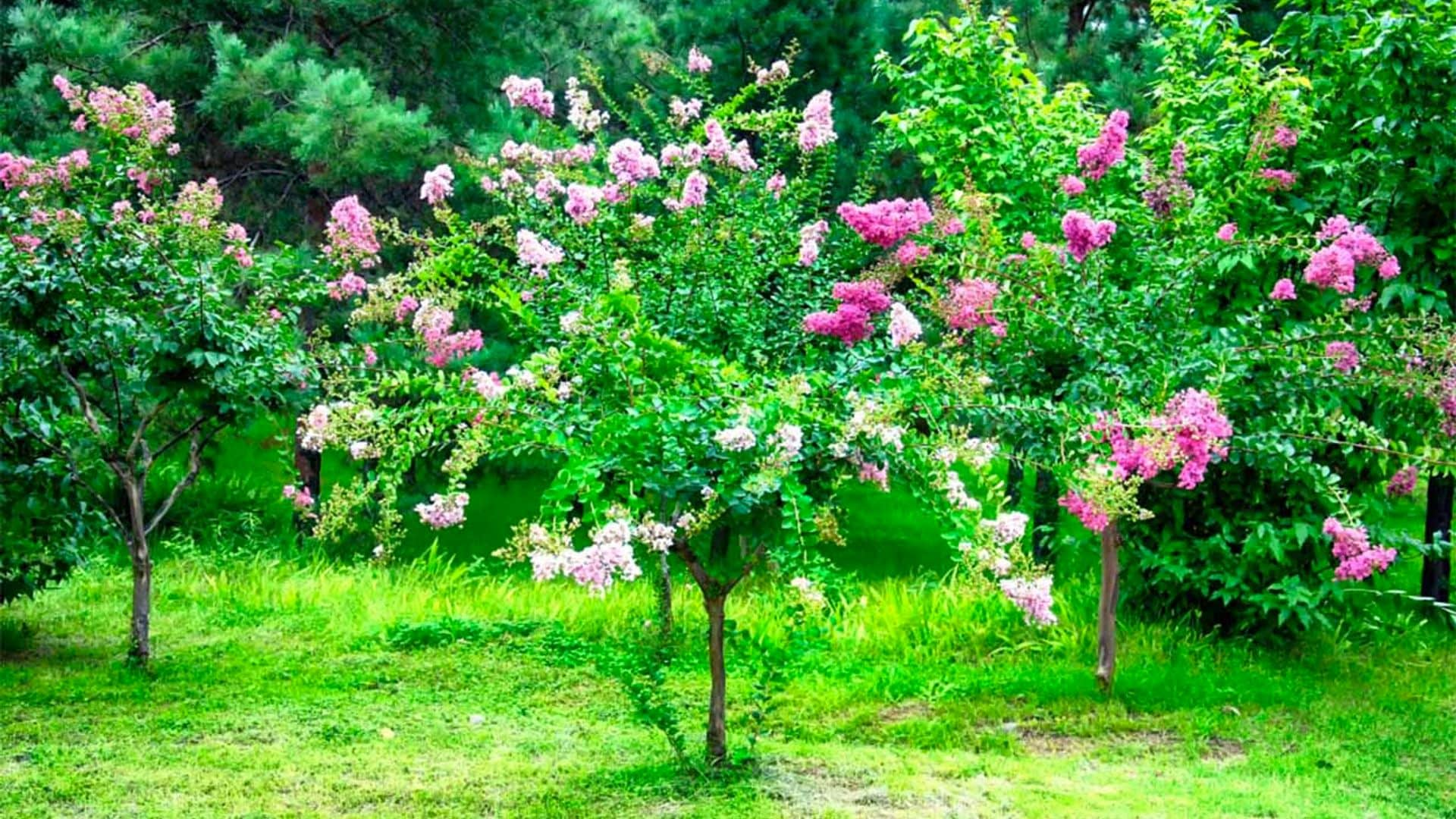 Árbol de Júpiter, un arbusto ornamental con flor perfecto para tu jardín