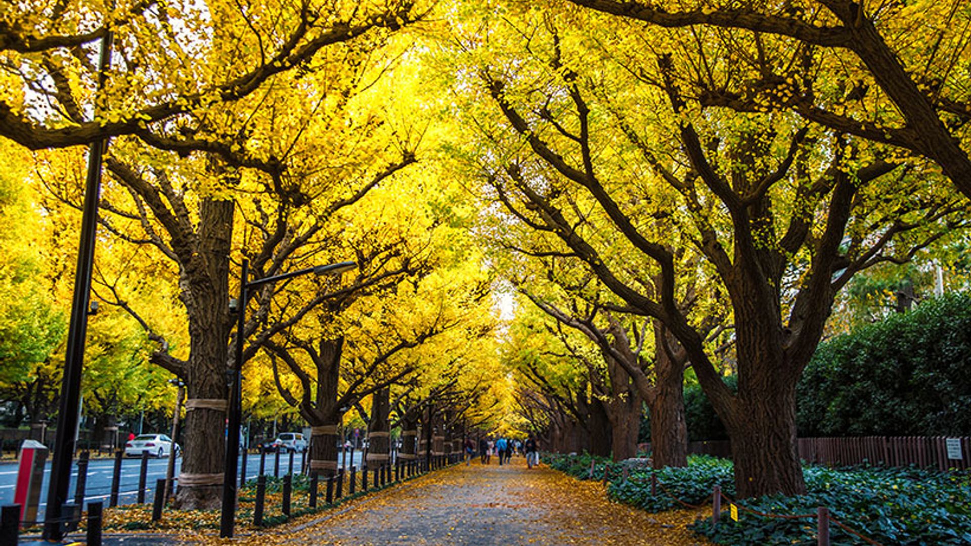 ¡Y llegó el otoño! Los mejores lugares de Japón para disfrutar de la explosión de color 