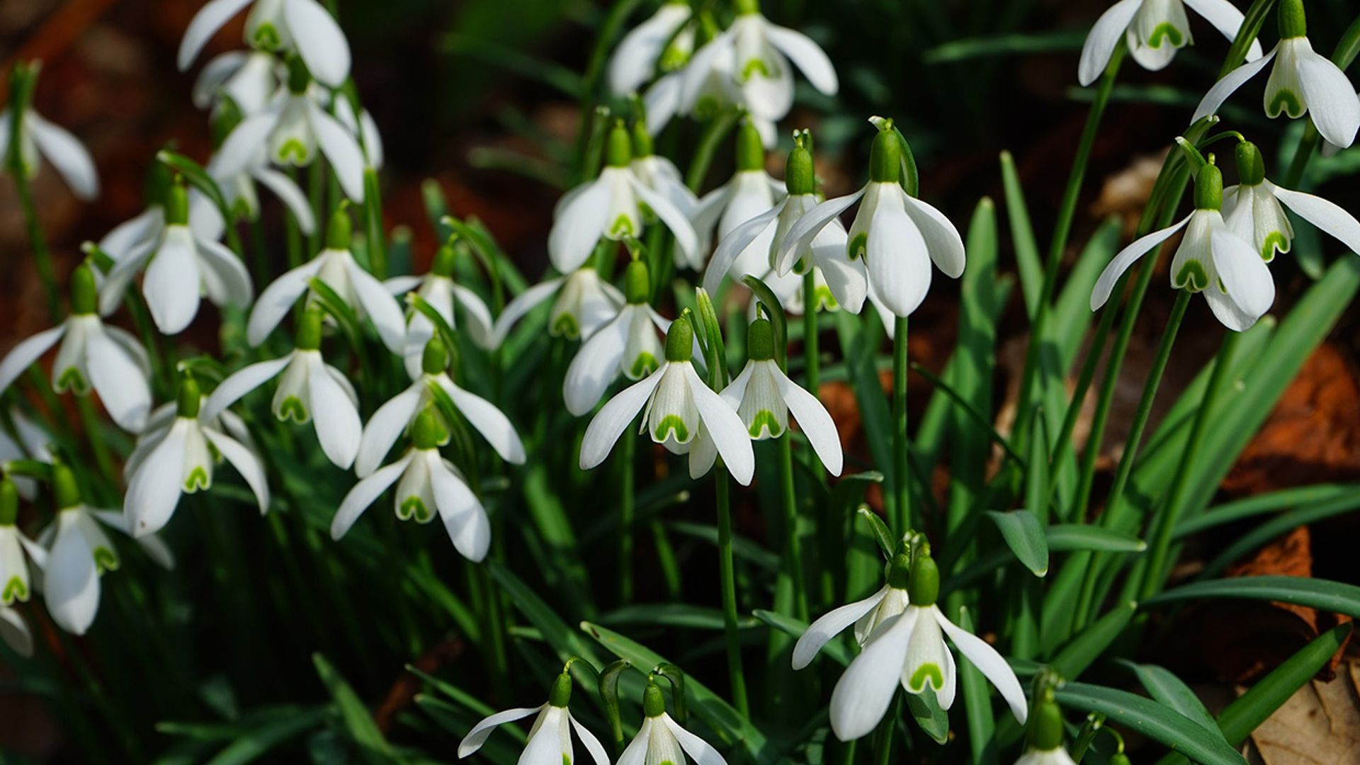 Cultiva ahora las campanillas de invierno y disfruta de su floración a finales del invierno