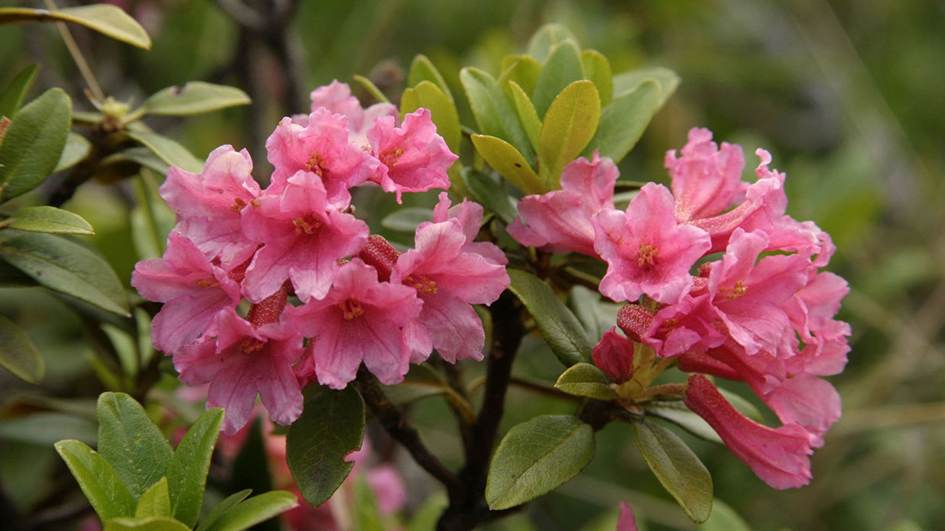 Descubre todos los cuidados que has de darle a tus rododendros