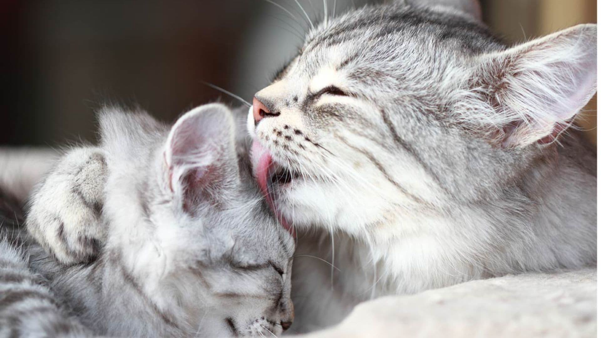 ¿Son peligrosas las bolas de pelo en los gatos?