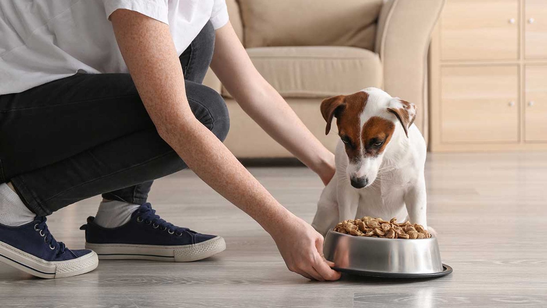 Alimentación alternativa para perros: de moda pero perjudicial