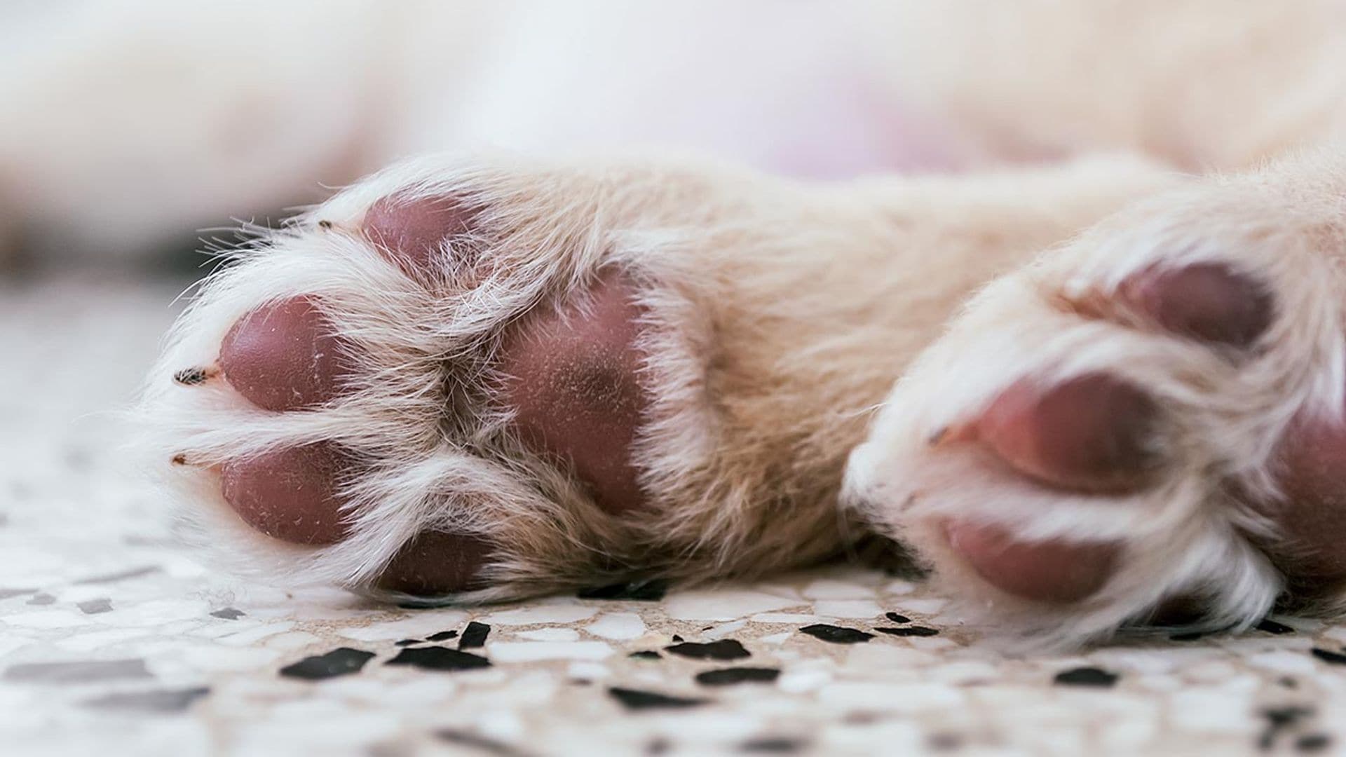 Con el calor llegan las quemaduras en las almohadillas de tu perro