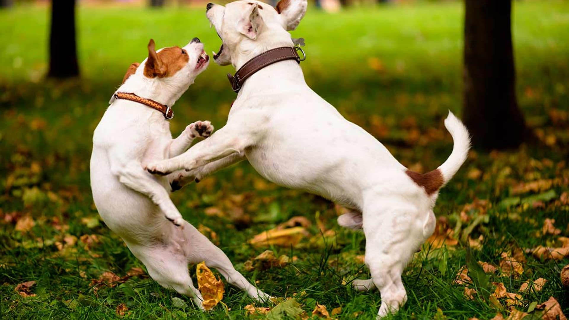 ¿Sabrías reaccionar si un perro ataca al tuyo?