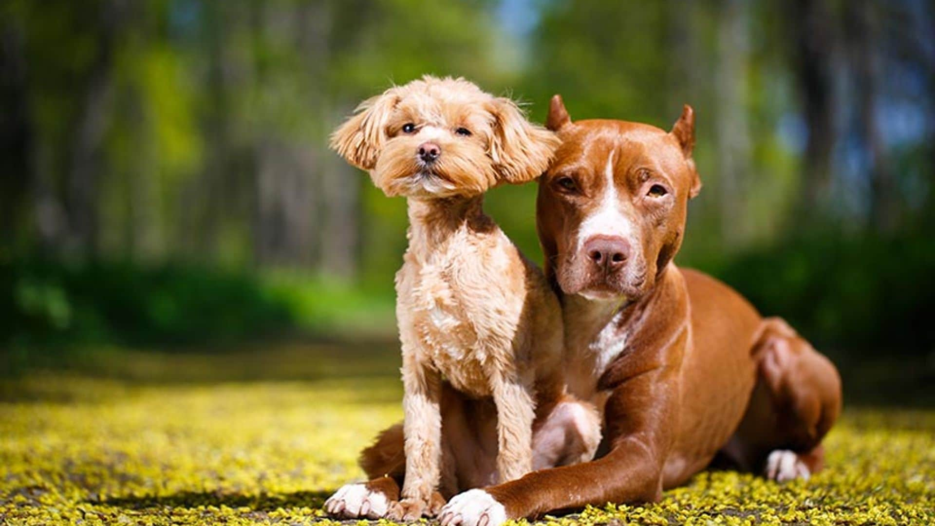 ¿Existen de verdad razas de perro potencialmente peligrosas?