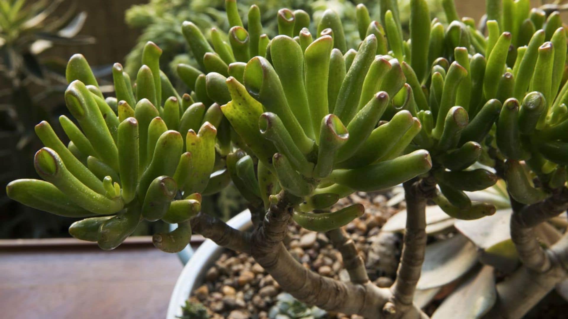 Crassula Ovata 'Gollum', una original planta suculenta para tu casa