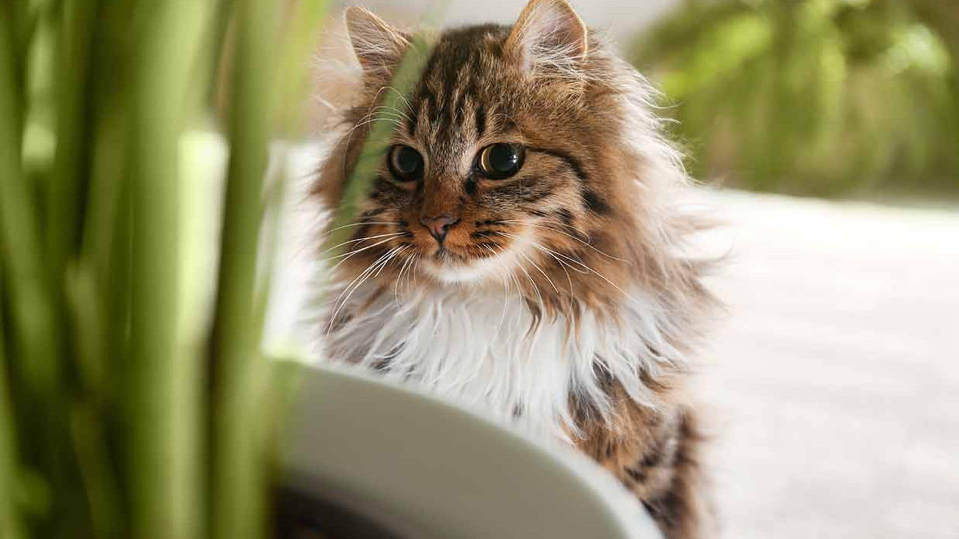 Estas son las razas de gato con más pelo