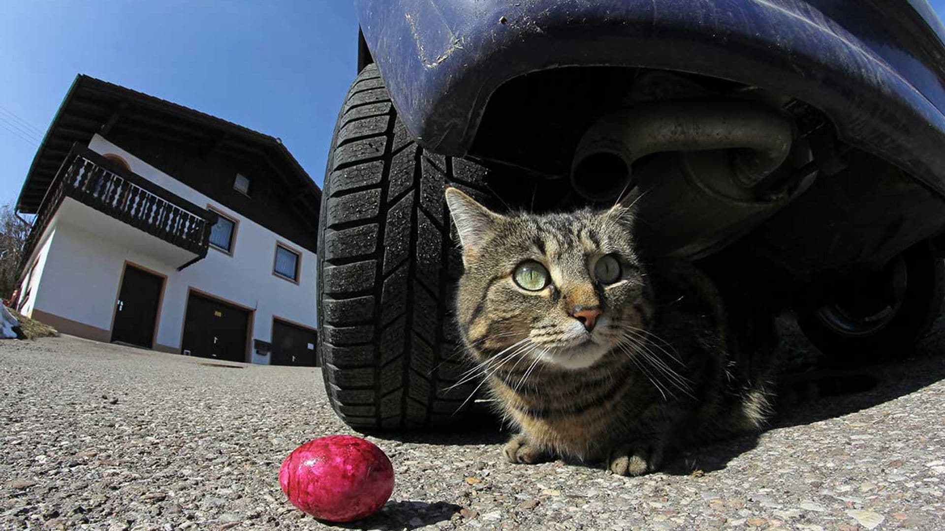 El tierno momento en el que un gato se reencuentra con su dueña 11 años después de su desaparición