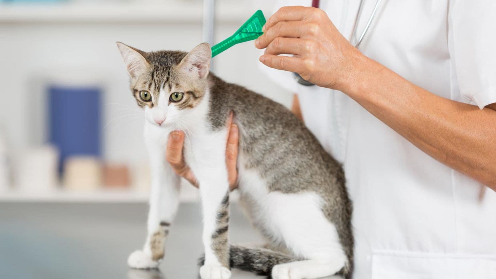 Por qué es importante elegir bien los antiparasitarios para perros y gatos cuando llega el calor