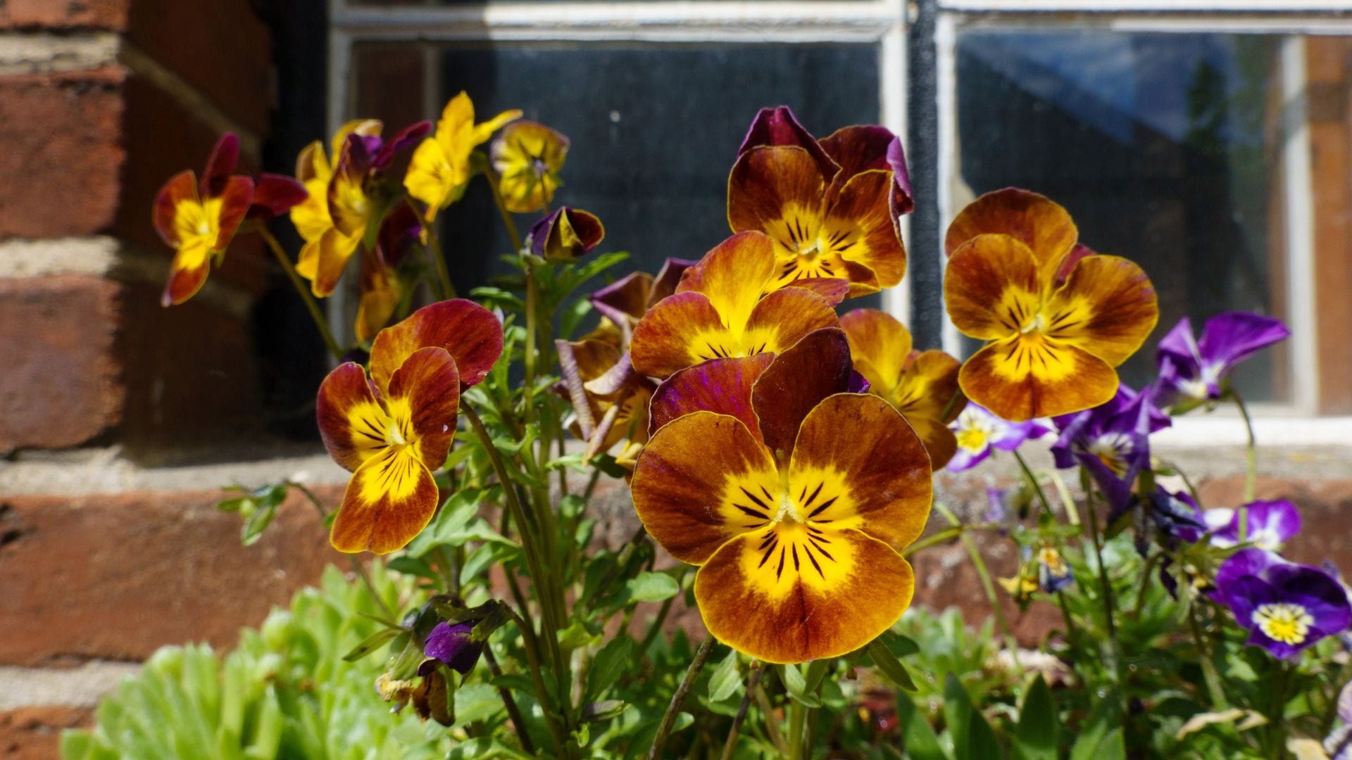 10 plantas para decorar el alféizar de la ventana y llenar de color tu fachada