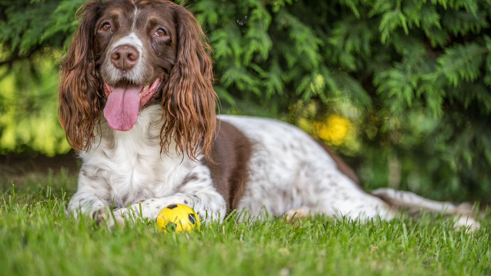 Springer spaniel, un perro lleno de energía y muy inteligente