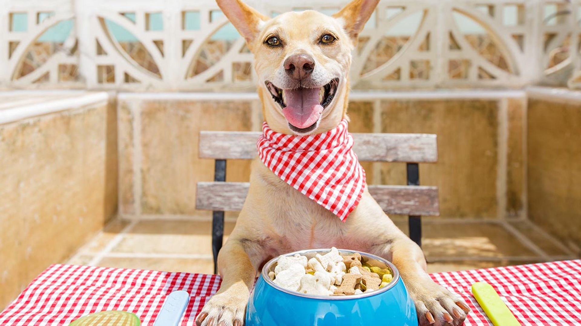 ¿Cómo elegir la mejor comida para perros?