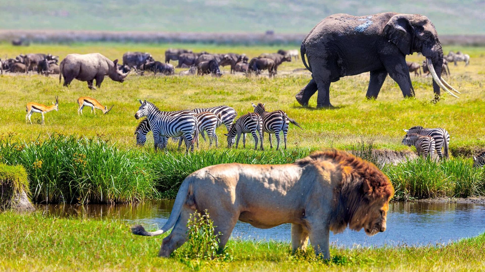 Paisaje y fauna de Tanzania