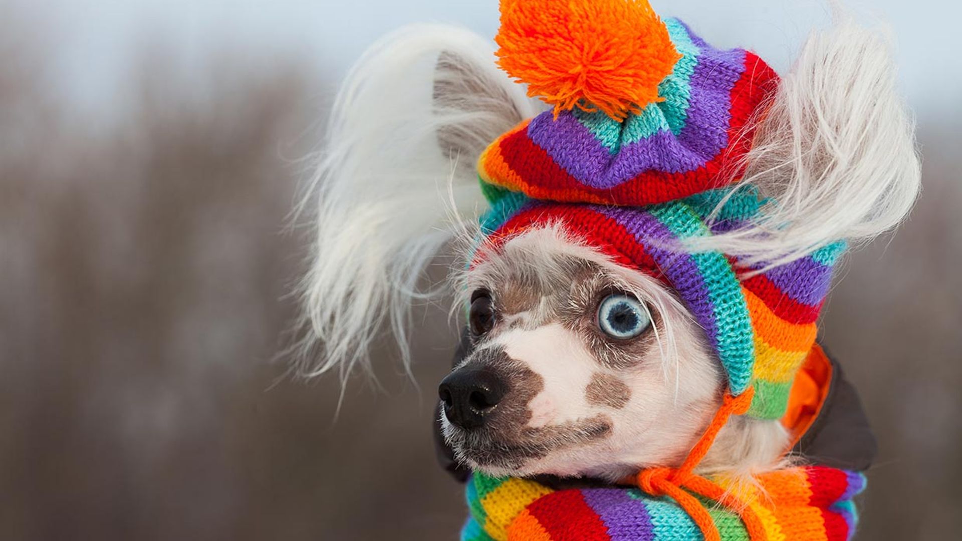 Unas razas perrunas muy simpáticas quieren desearte ¡Feliz Navidad!