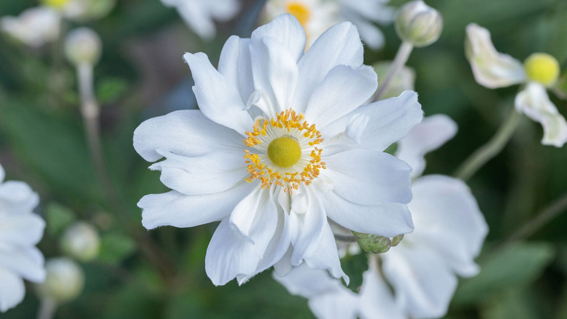 'Anemone hupehensis', una joya otoñal para el jardín por su espectacular floración