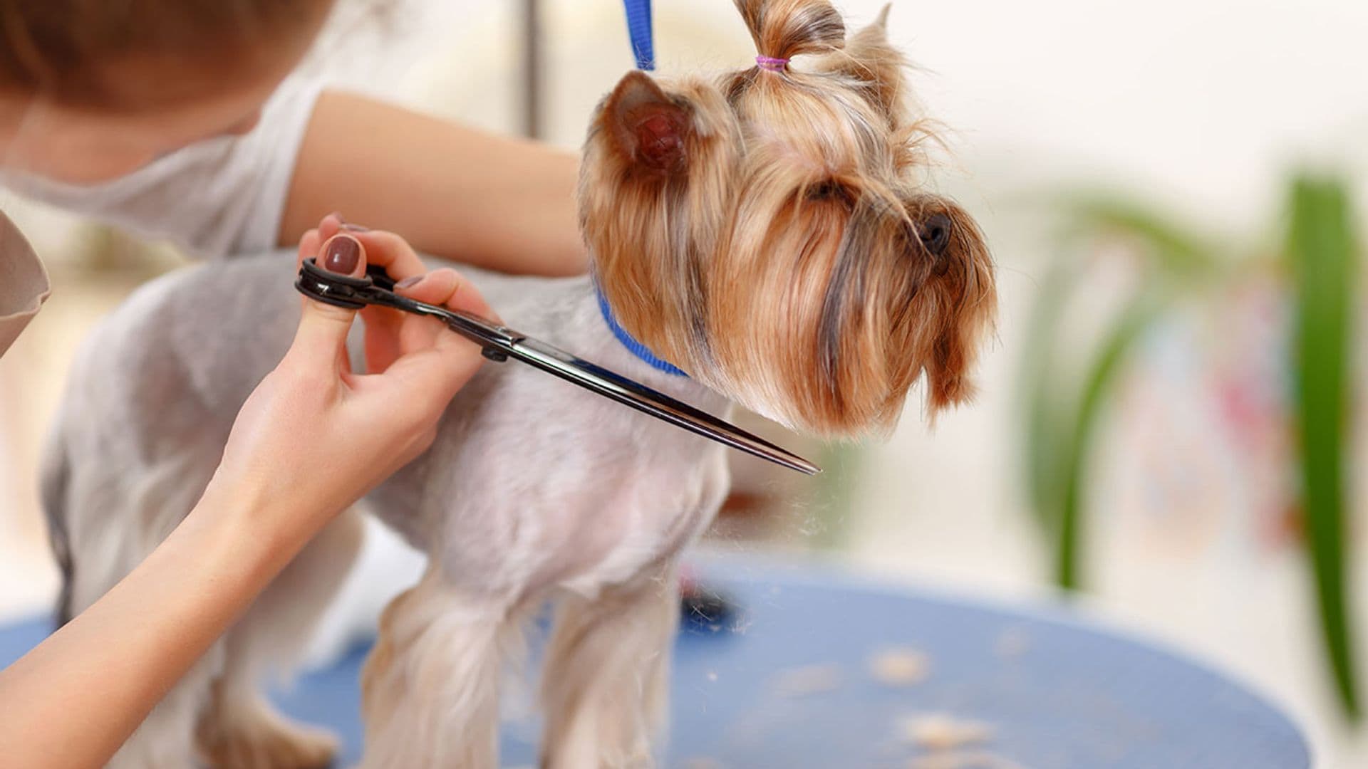 Te contamos si tienes que cortarle el pelo a tu perro para que pase menos calor