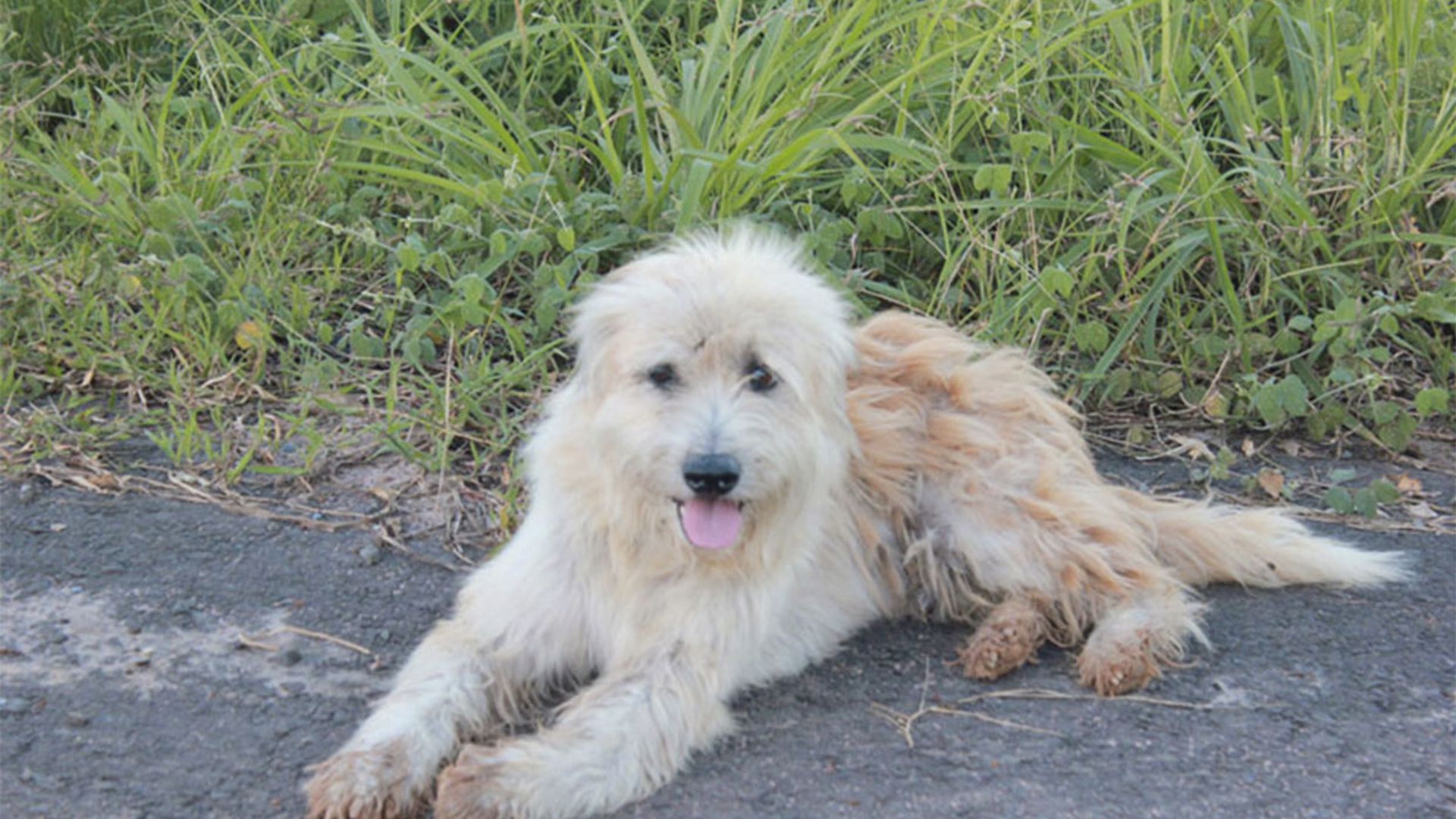 BonBon, la historia del perro que espera a su familia durante cuatro años a pie de carretera