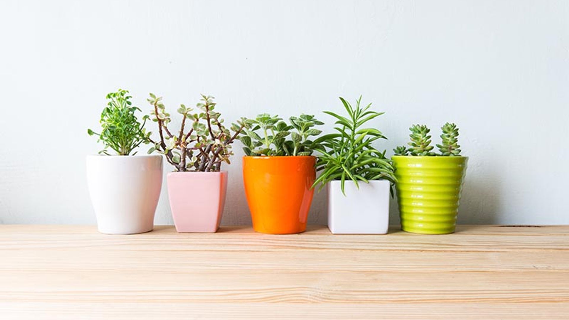 6 plantas para espacios con poca luz