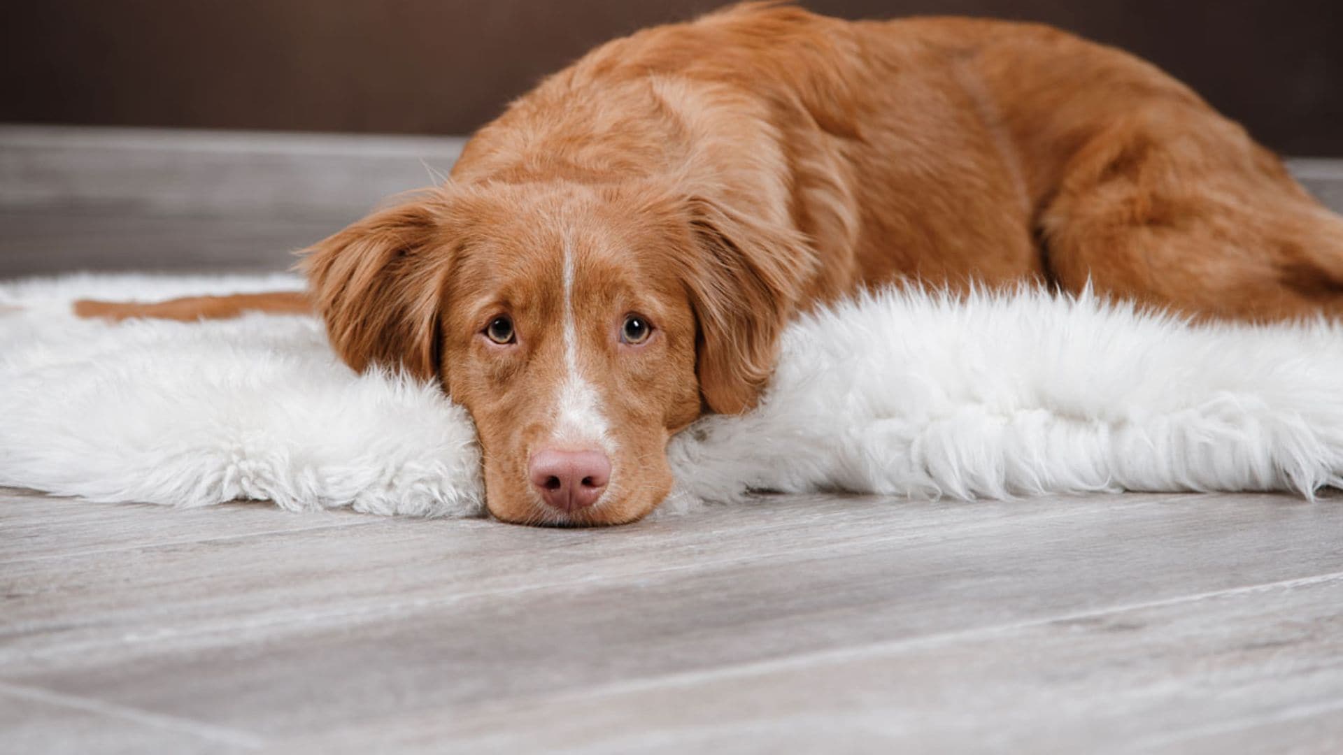 Presta atención a estos comportamientos de tu perro: ¿debes preocuparte?