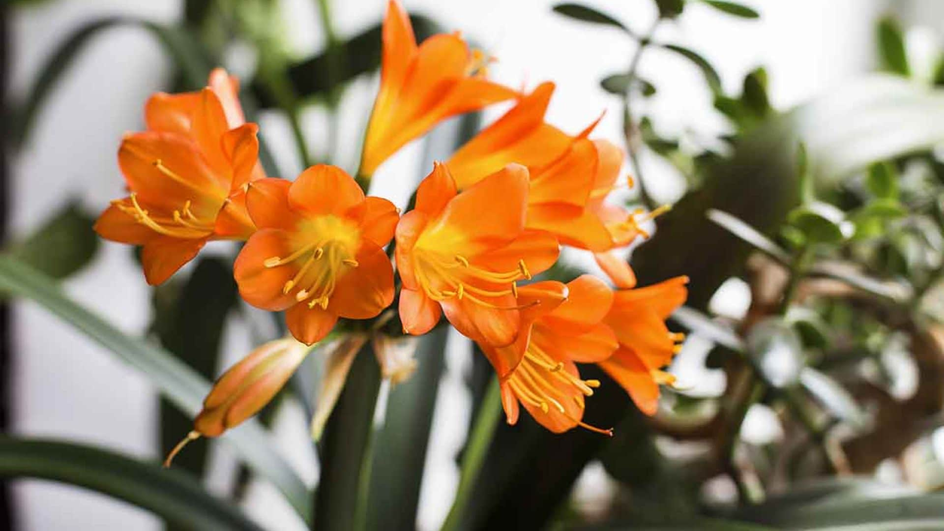 Clivia, una planta de interior muy fácil de cultivar