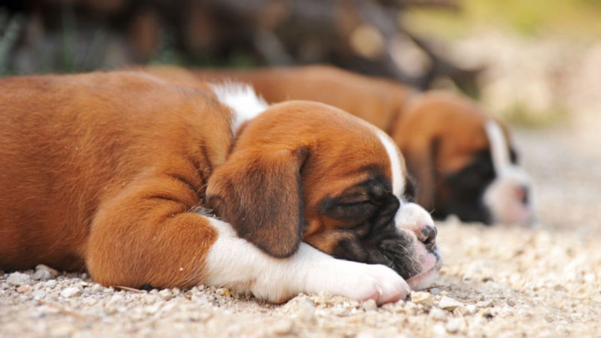 Todo lo que debes saber sobre la epilepsia en los perros