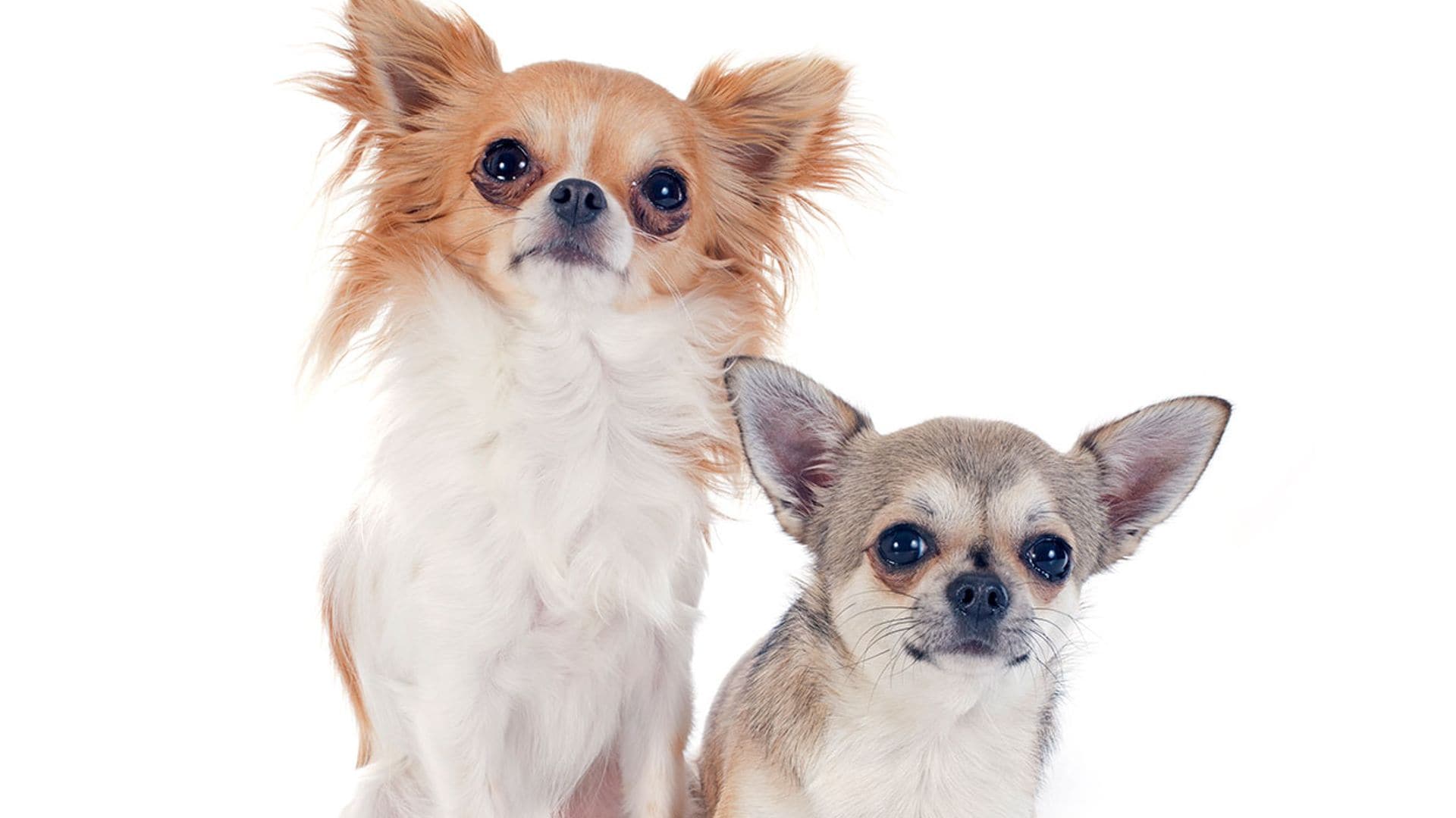 Chihuahua, todo lo que tienes que saber sobre esta apreciada raza canina