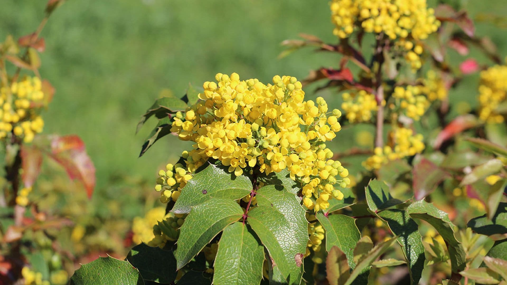 Mahonia, un arbusto de hoja perenne perfecto para el jardín