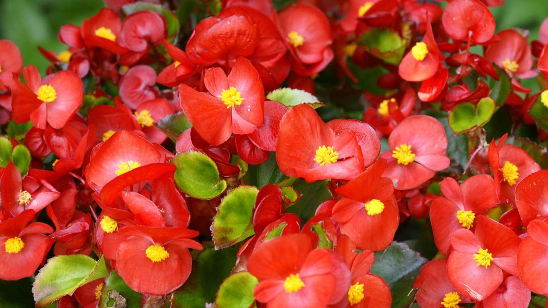 La begonia, una planta para disfrutar de su floración todo el año