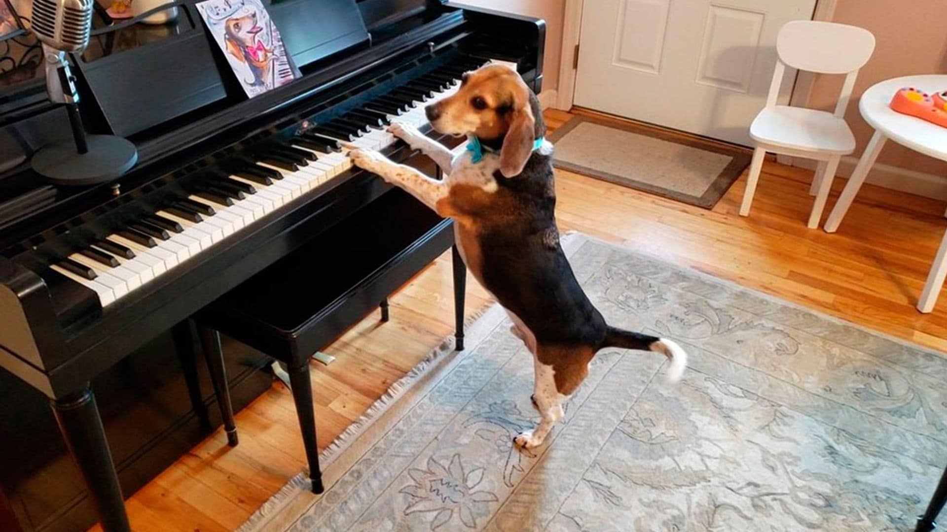 Conoce al perro que se ha hecho viral por cantar y tocar el piano