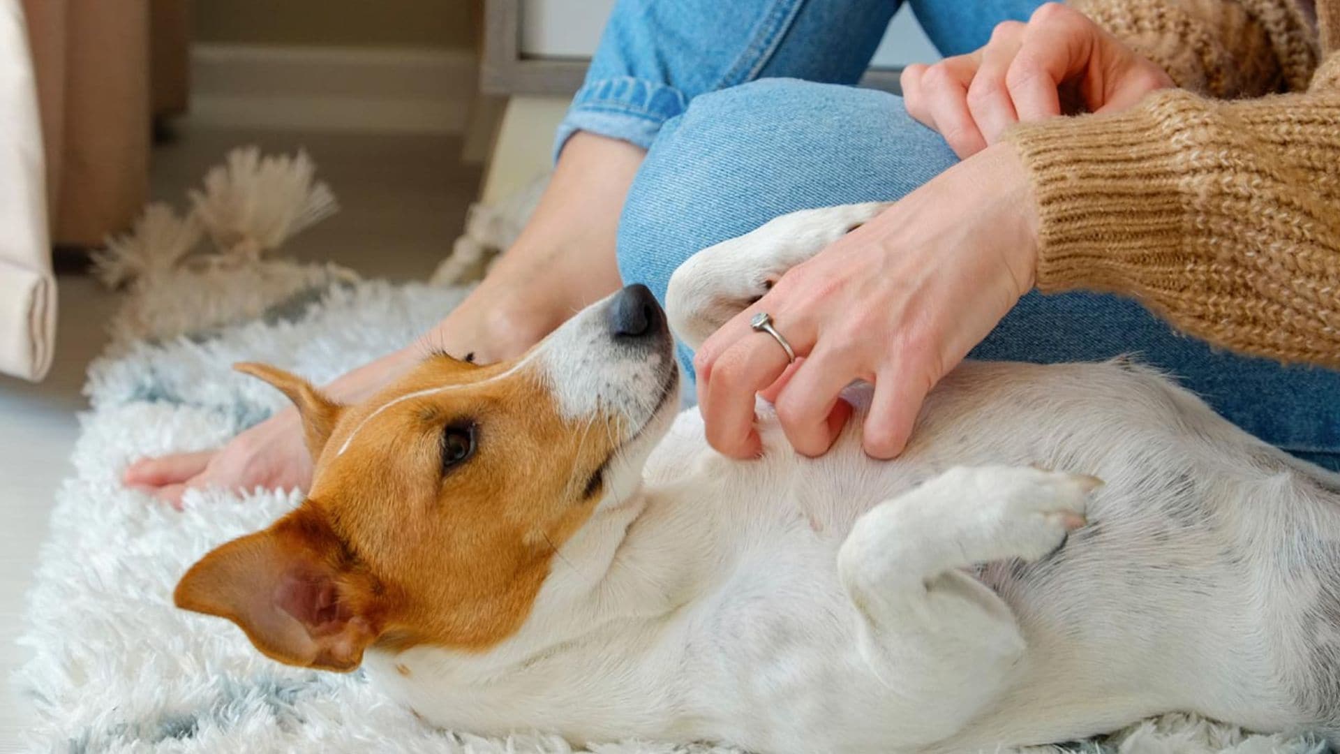 ¿Por qué a los perros les gusta que les rasquemos la barriga?