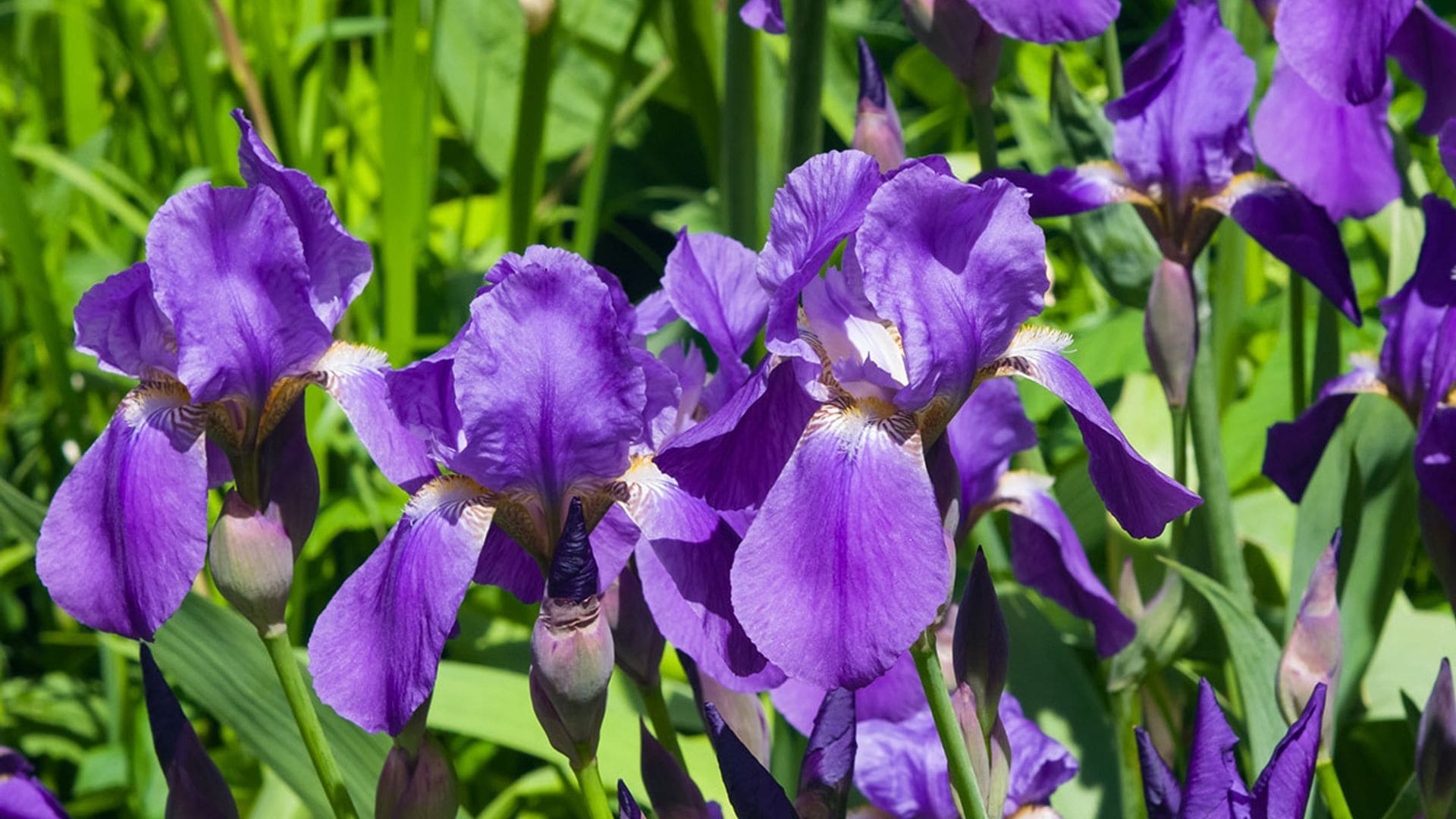 Cultiva el lirio e inunda tu jardín de color