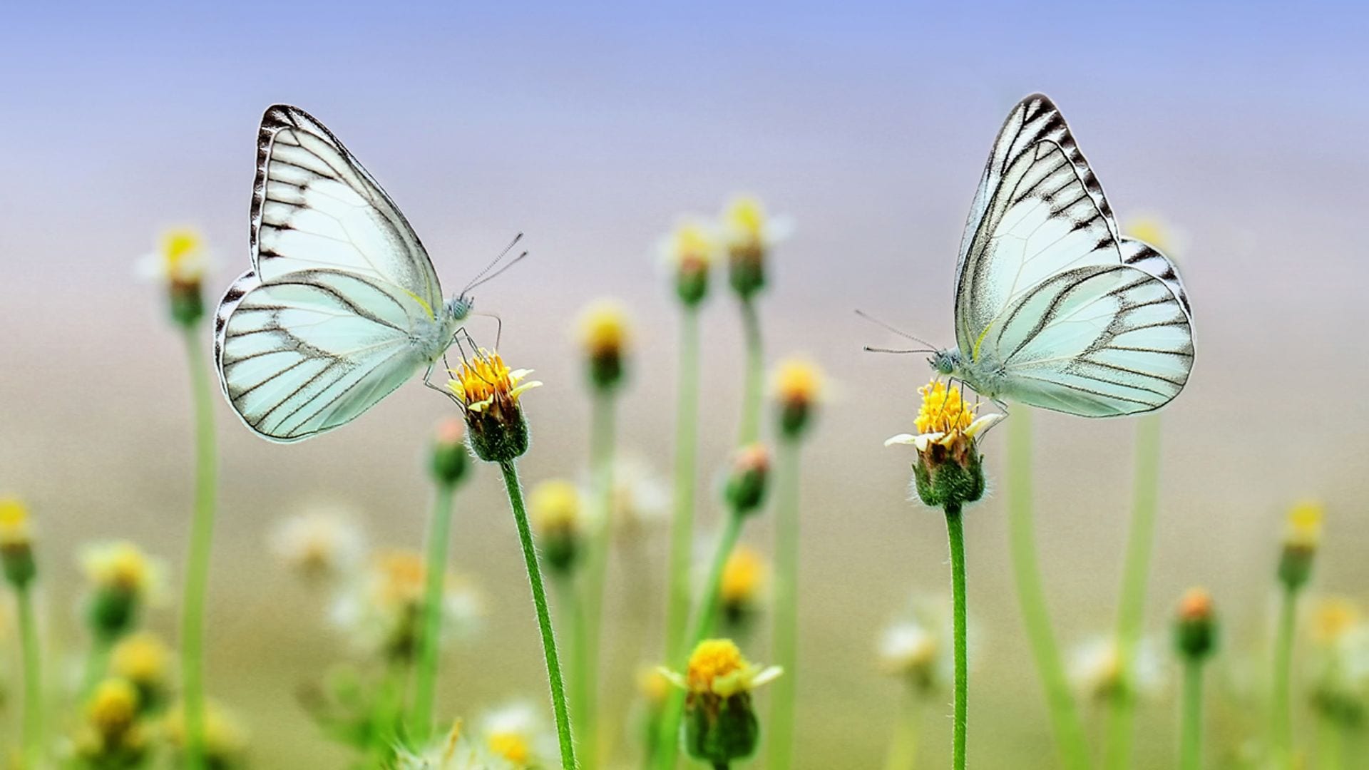 Plantas con flores para atraer a las mariposas y generar biodiversidad en tu jardín