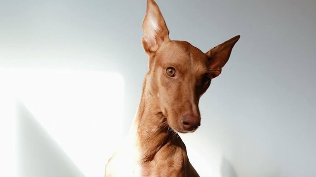 podenco canario