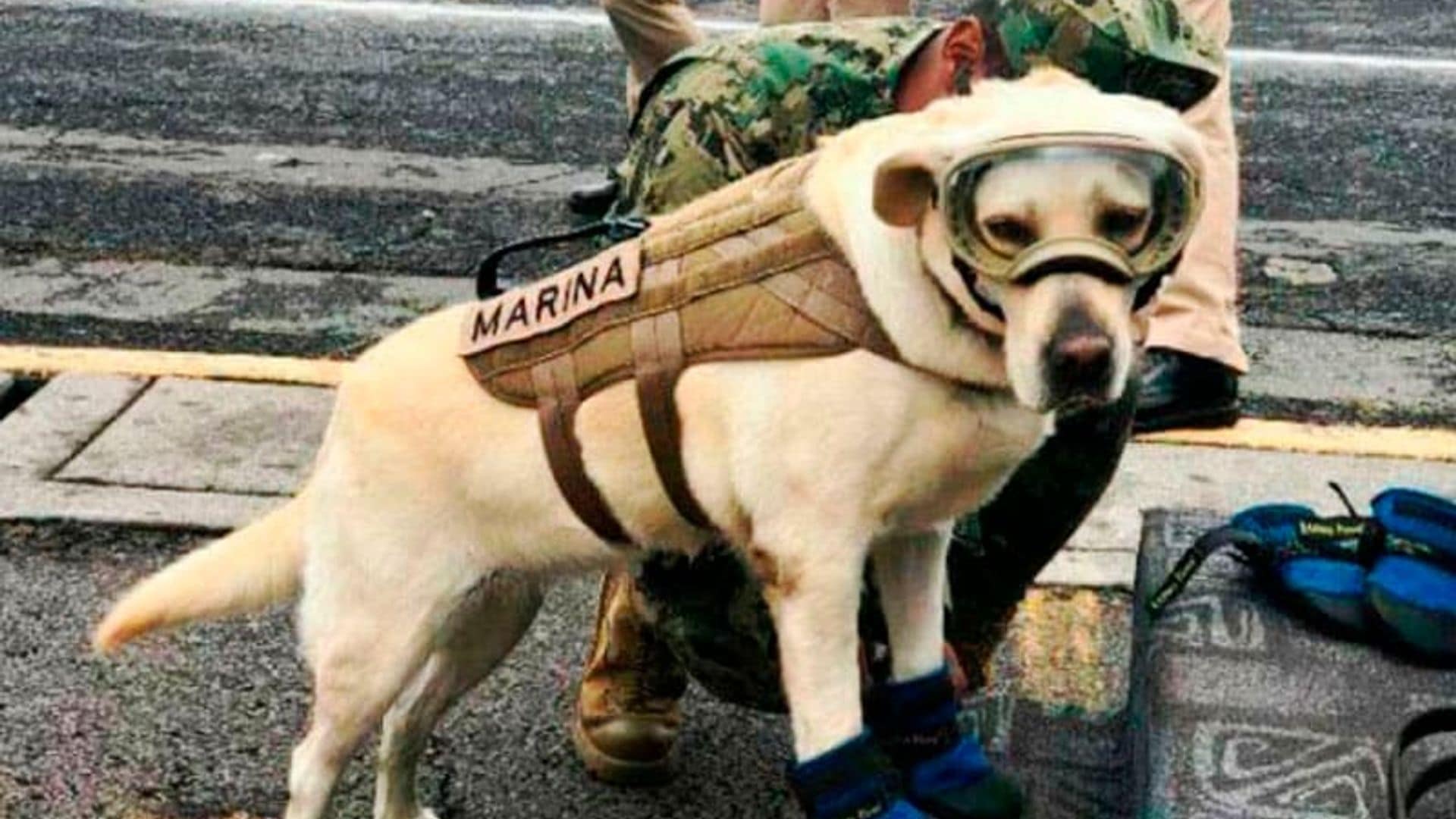 Frida, la perrita rescatista que ha salvado vidas tras el terremoto en México