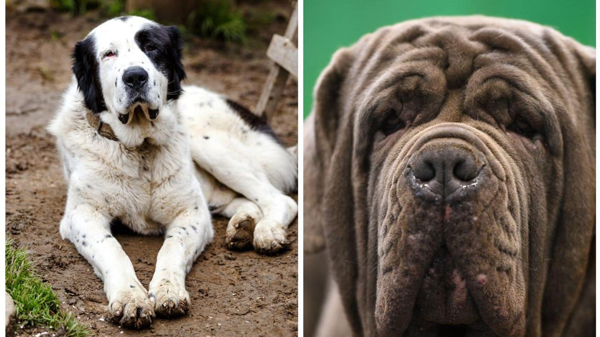 Estas son las razas de perro más grandes del mundo