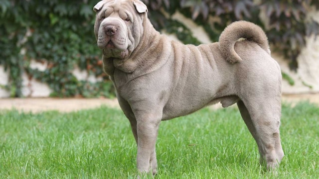 shar pei adulto