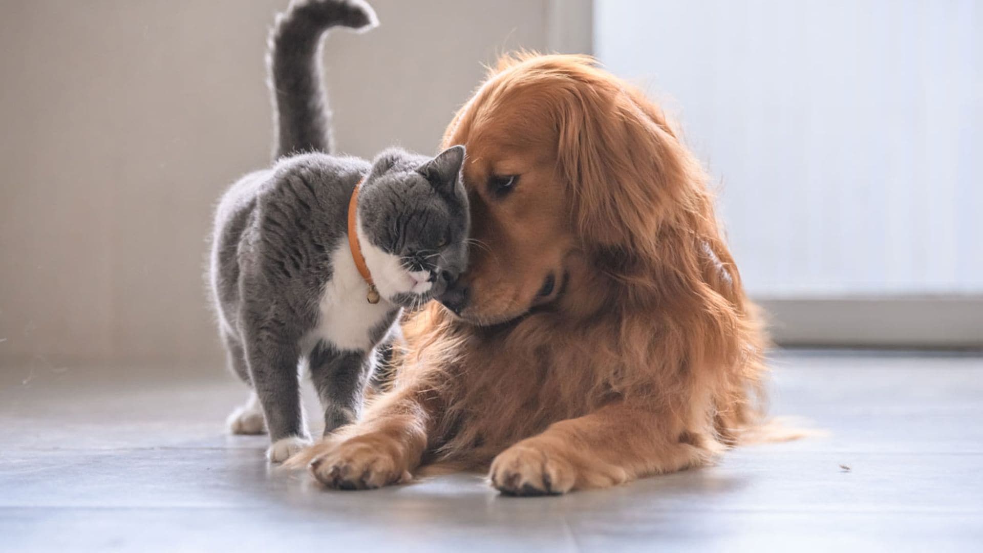 Perros y gatos felices: esto es lo que tus mascotas necesitan para sentirse bien