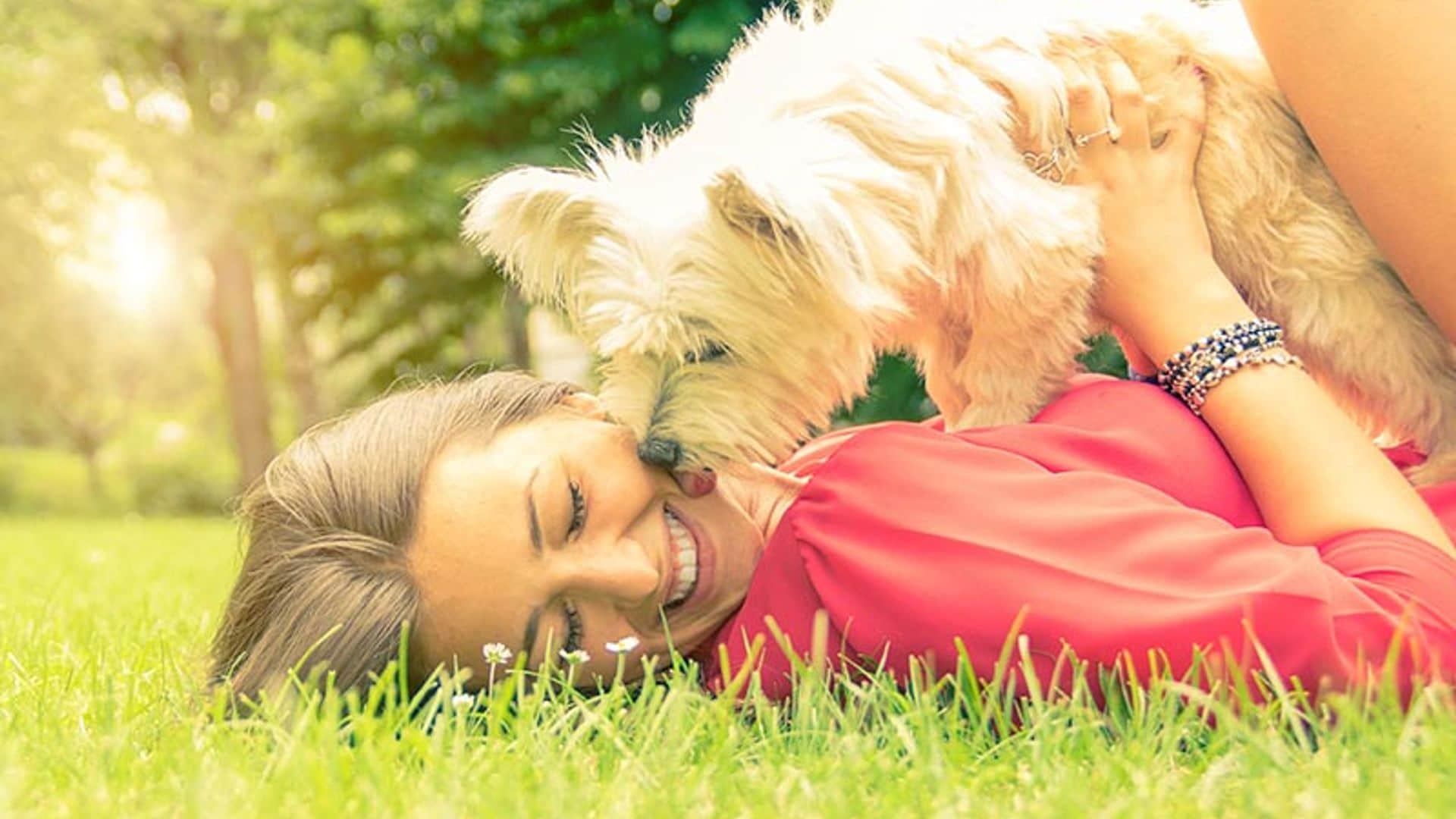 Estas son las razones por las que tu perro te come a lametazos