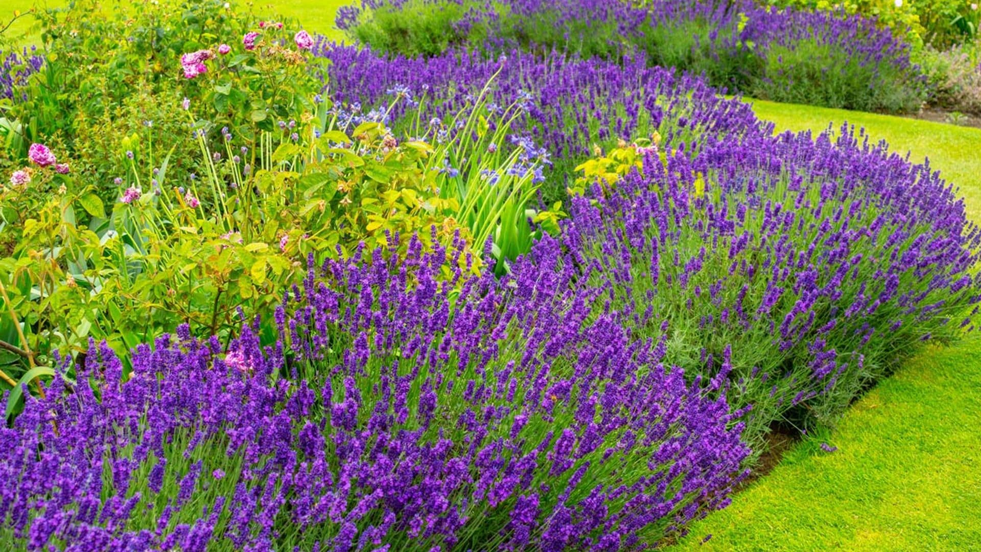 Los secretos para cultivar lavanda en el jardín