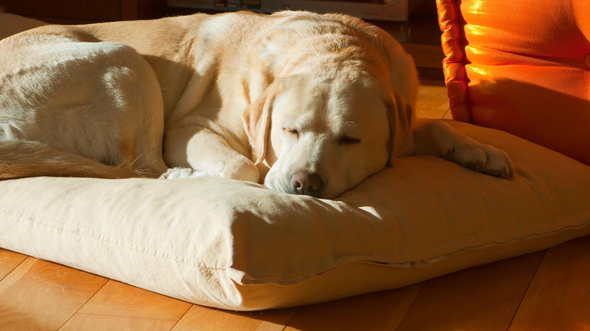 Estos cuidados nocturnos cambian cuando tu perro se hace mayor