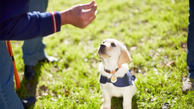 productos cachorros