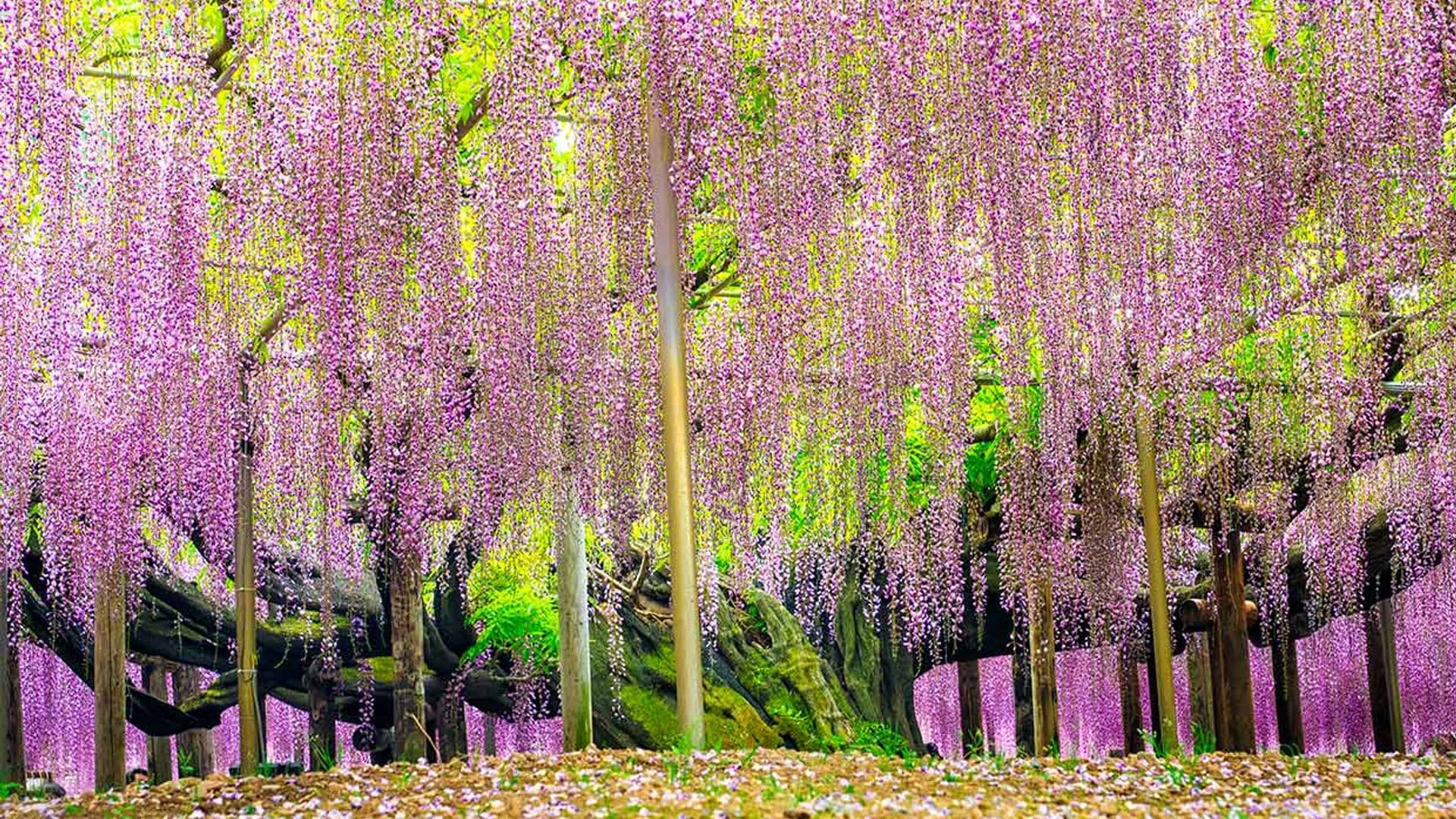 Los jardines más curiosos del mundo para dar la bienvenida a la primavera