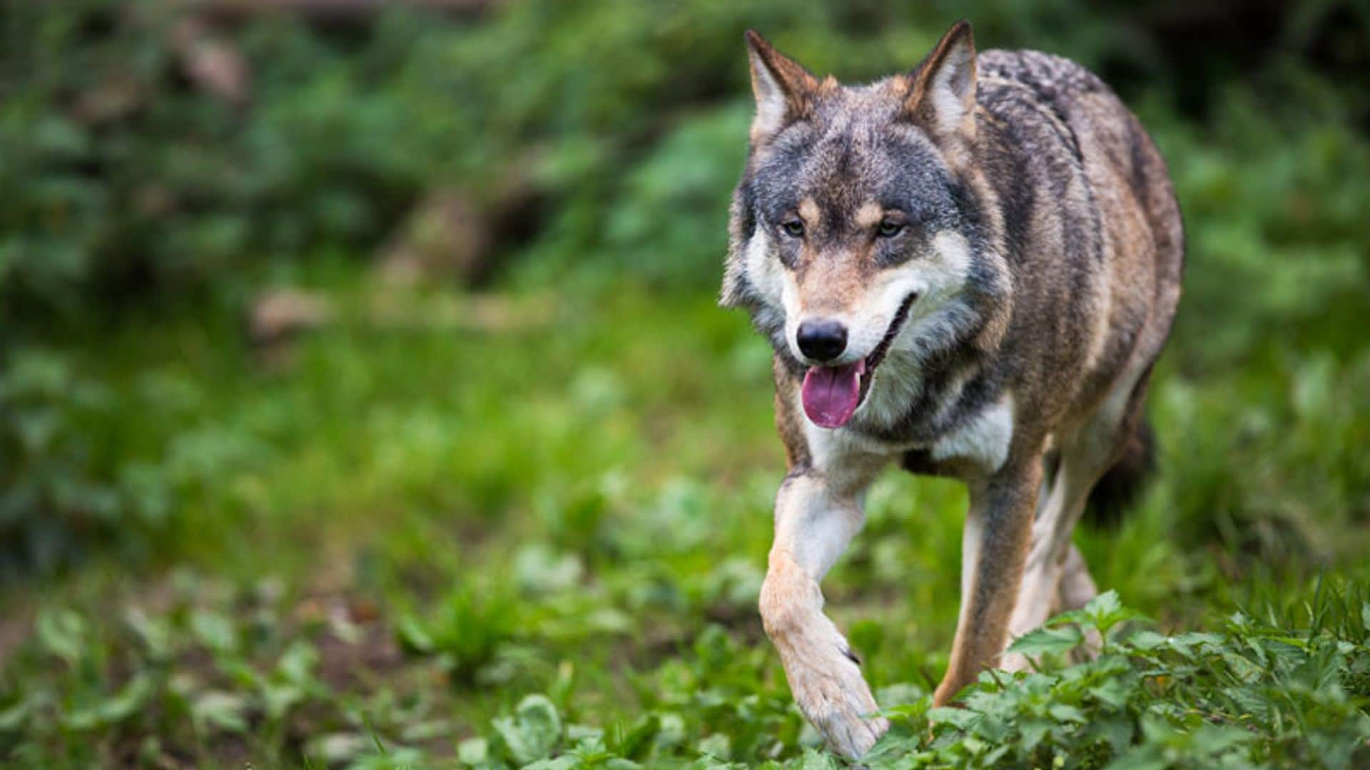 El criador de perros español que ha llegado a Hollywood