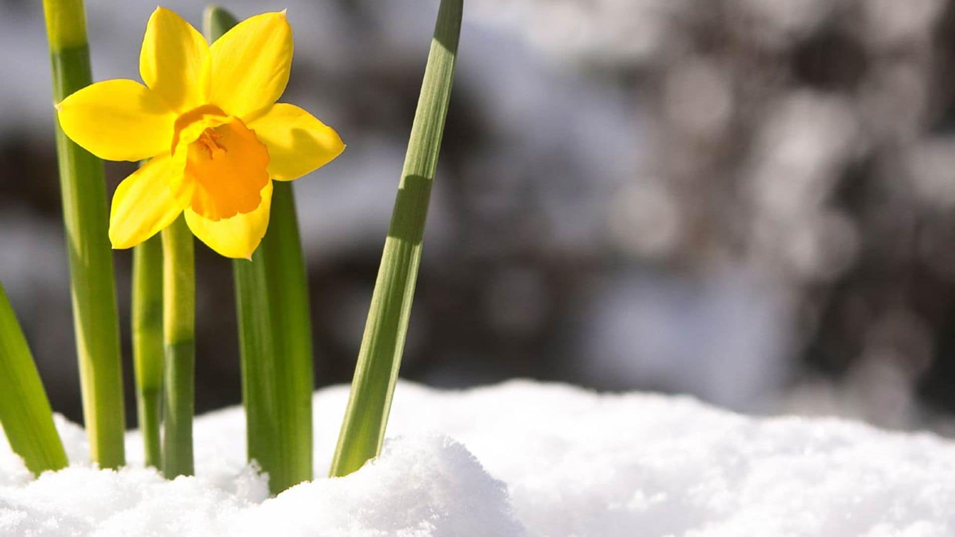 8 plantas de exterior que aguantan bien el invierno en tu terraza o jardín